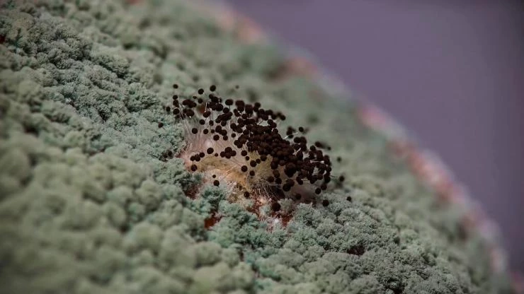 использование триходермы для растений