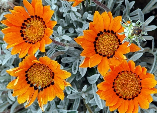 гацания талент семенами на рассаду