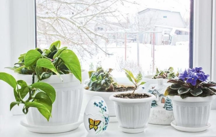 комнатные растения зимой подкормки