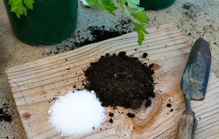 какие растения можно подкармливать сахаром