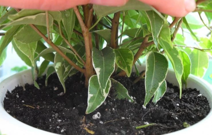 фикус чем подкармливать зимой