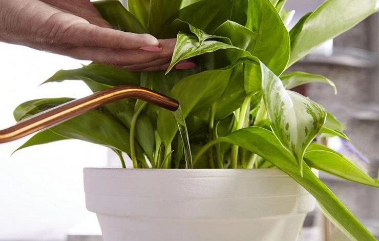 сахарное удобрение какие растения можно поливать