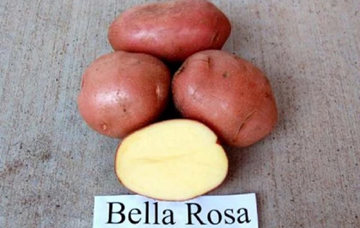 Сорт картофеля Беллароза
