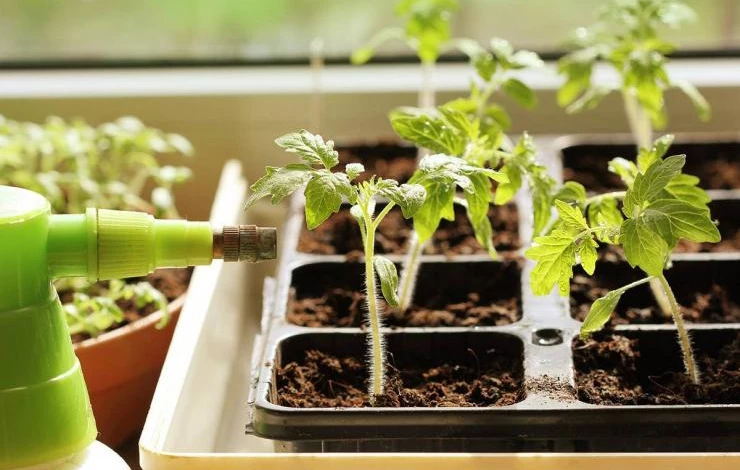 подкормка рассады томатов в феврале