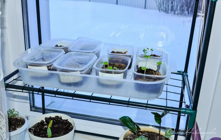 пеларгония из семян на рассаду в феврале