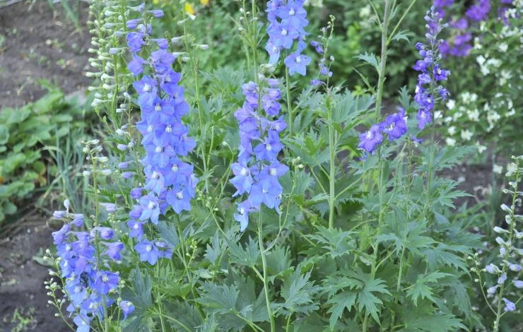 дельфиниум из семян на рассаду в феврале