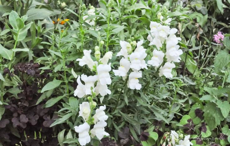 львиный зев из семян на рассаду в феврале