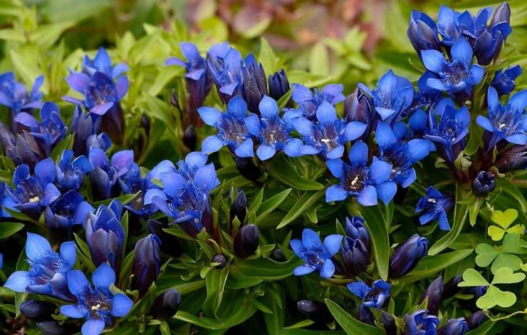 горечавка из семян на рассаду в феврале