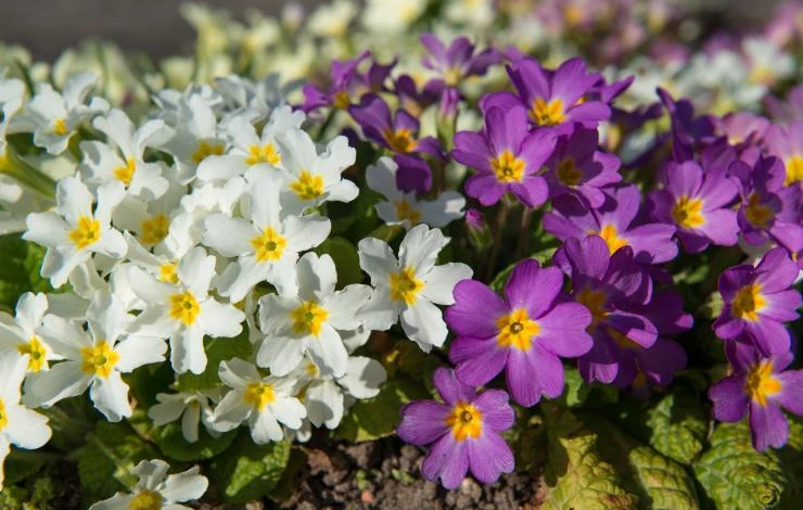 примула весенняя из семян на рассаду в феврале