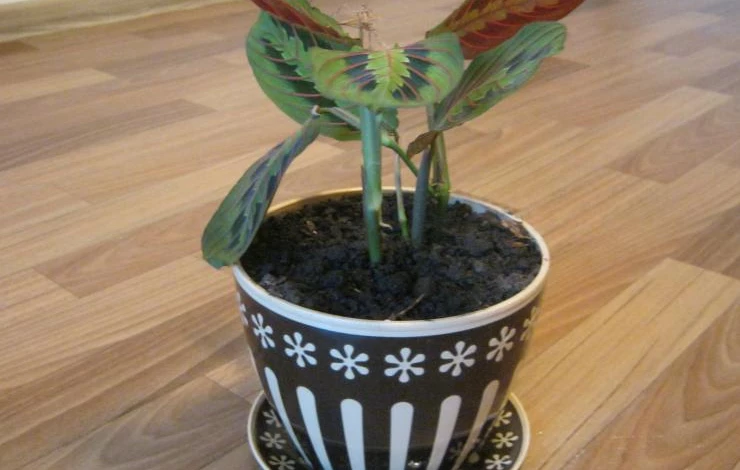 грунт для выращивания маранты