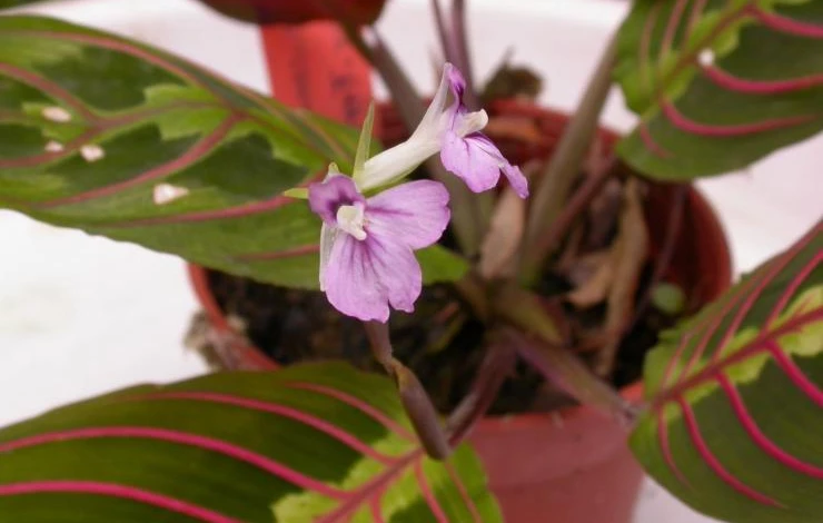 уход за марантой в домашних условиях