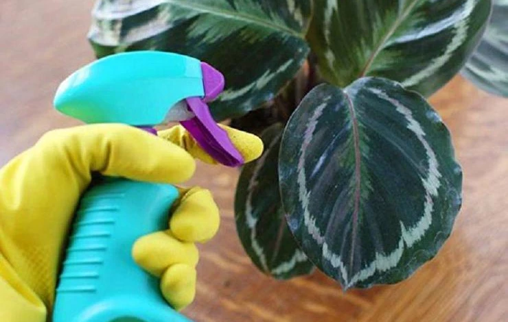 опрыскивание маранты в домашних условиях