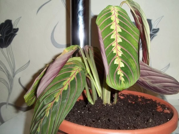 болезни и вредители маранты