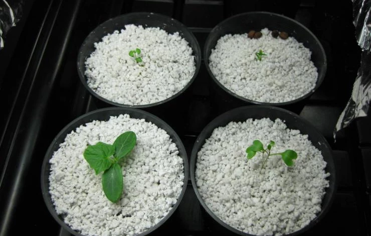 перлит для рассады использование