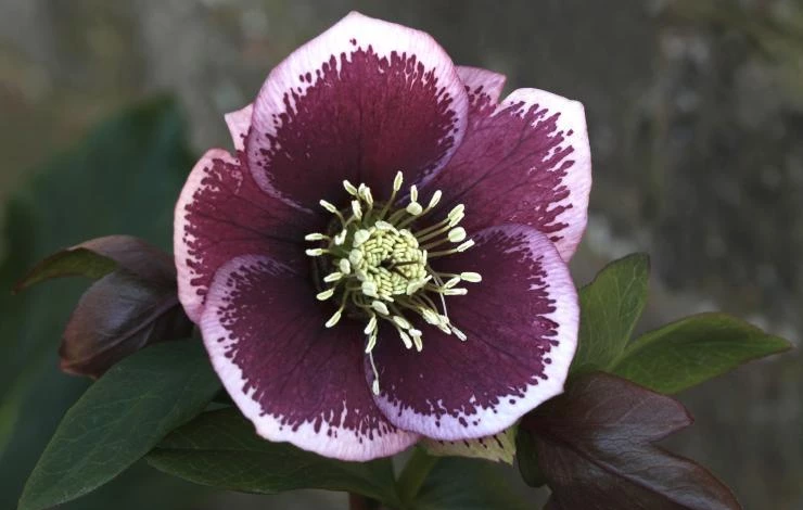 цветение морозника фото