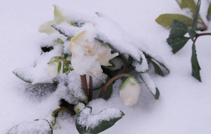 морозник цветение зимой фото