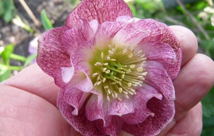 подкормки морозника удобрения