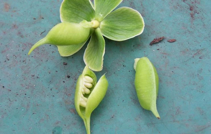 размножение морозника семенами