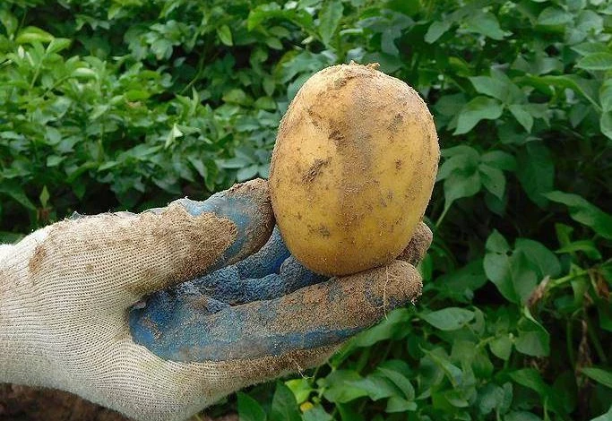 урожайный сорт картофеля никулинский