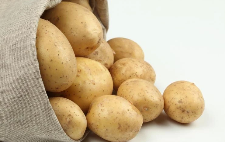 урожайный сорт картофеля Бронницкий