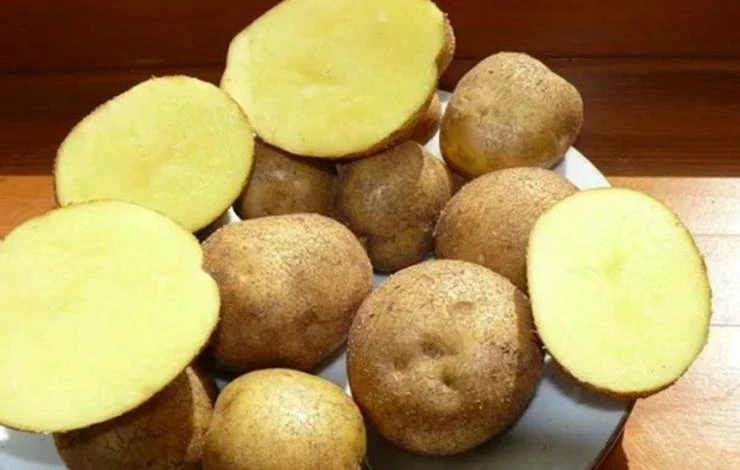 урожайный сорт картофеля Винета