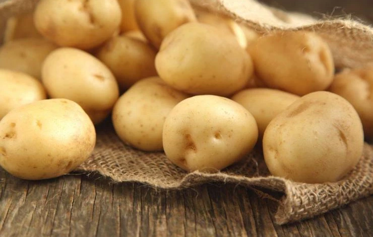 Урожайный сорт картофеля Луговской