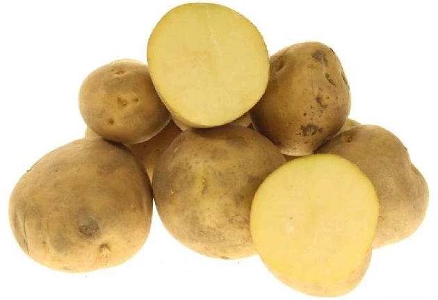 урожайный сорт картофеля Ресурс