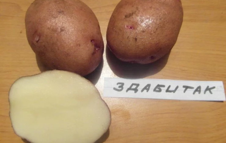 Урожайный сорт картофеля Здабытак.