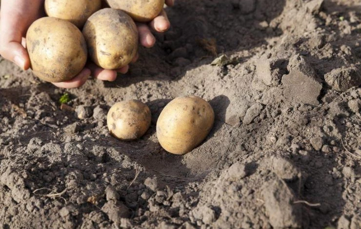 Урожайный сорт картофеля Каратоп.