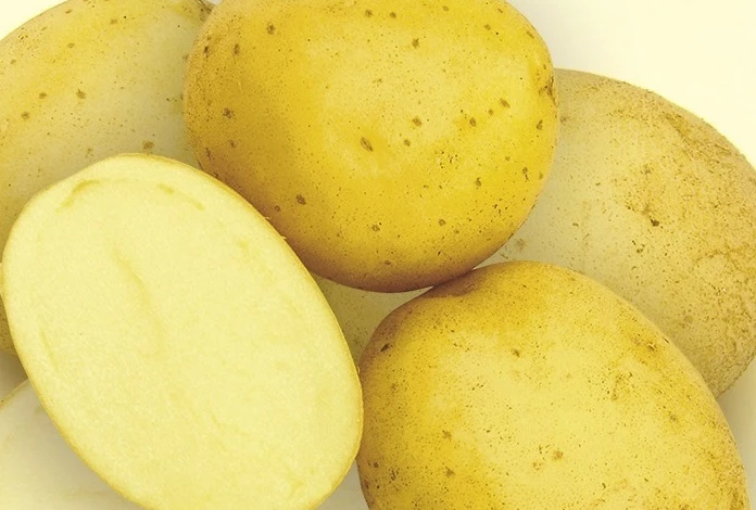 Урожайный сорт картофеля Удалец