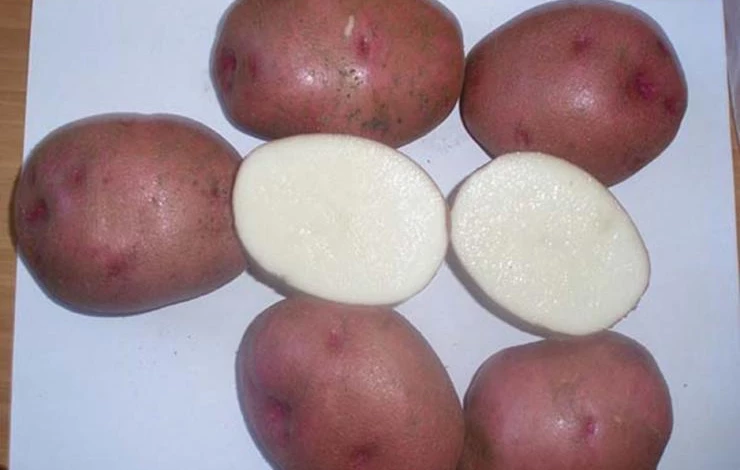 Урожайный сорт картофеля Любава