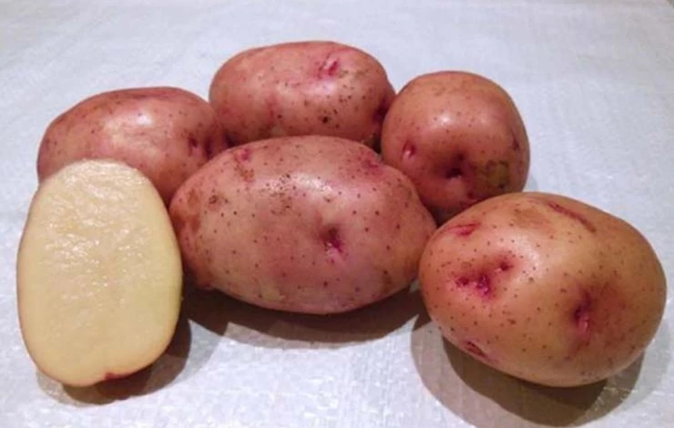 Урожайный сорт картофеля Жуковский ранний