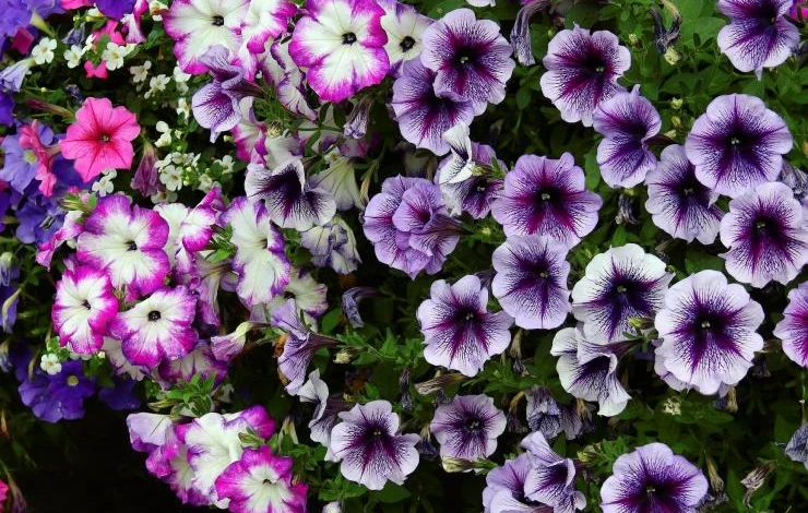 сорта петунии для высадки в открытый грунт