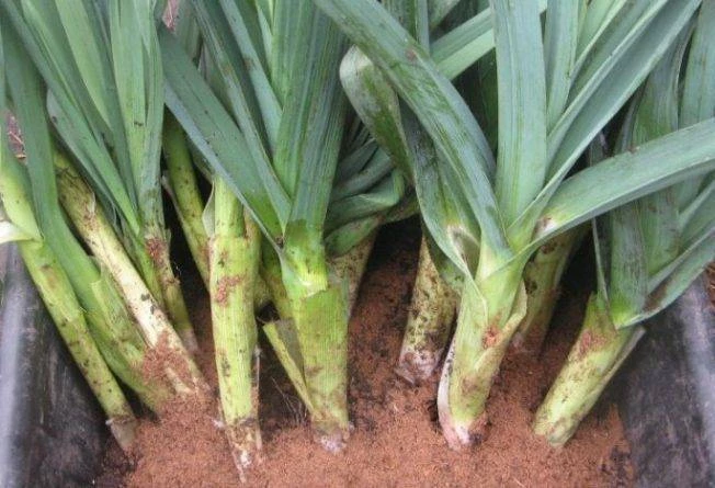 сорт лука-порея голиаф