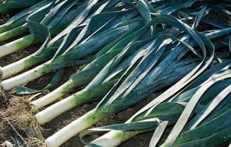 ранний сорт лука-порея веста