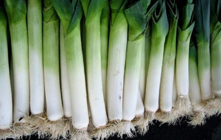 сорт лука-порея коламбус