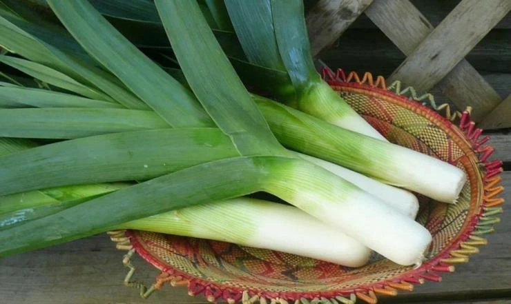 сорт лука-порея гулливер