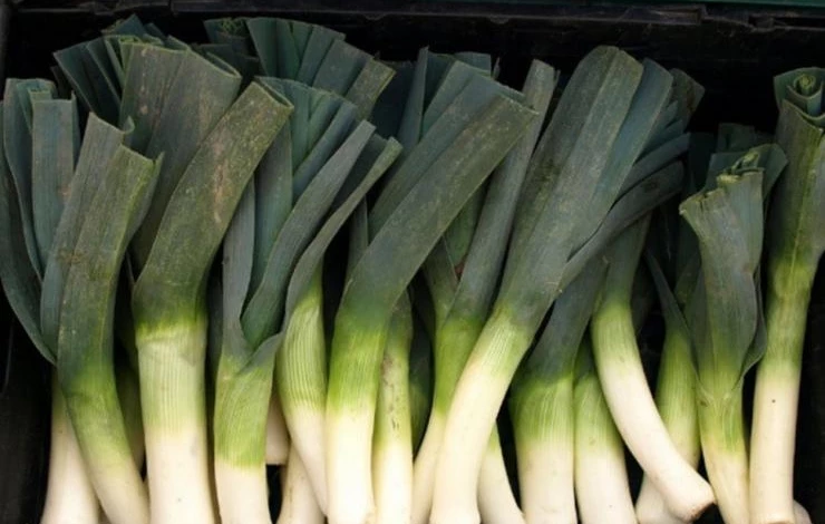 сорт лука-порея казимир