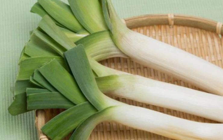 сорт лука-порея элефант