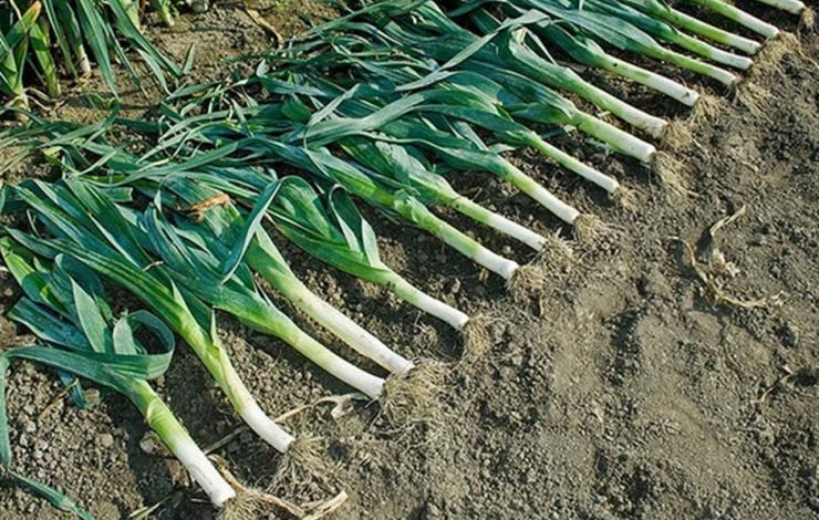 поздний сорт лука-порея каратанский