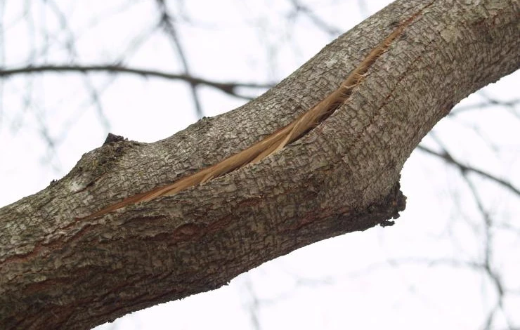 работы в саду и огороде в феврале