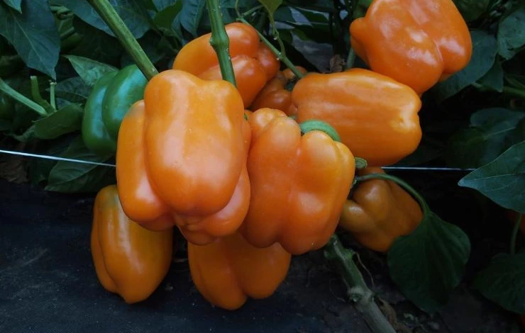 желтые перцы сорта характеристика