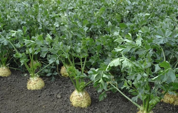 Сорт корневого сельдерея Диамант