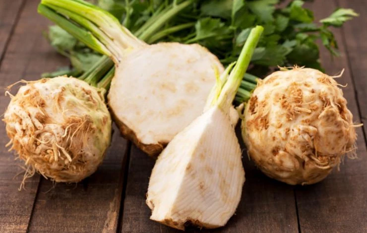 Сорт корневого сельдерея пражский гигант