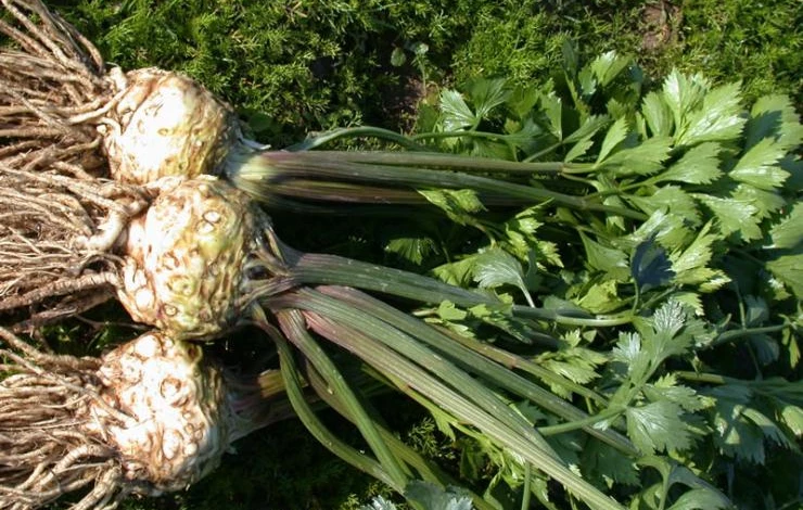 Сорт корневого сельдерея каскаде