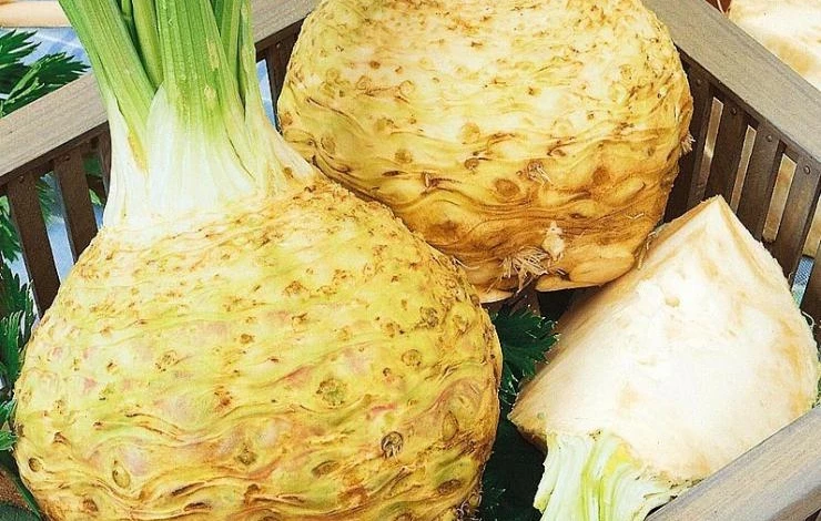 Сорт корневого сельдерея яблочный