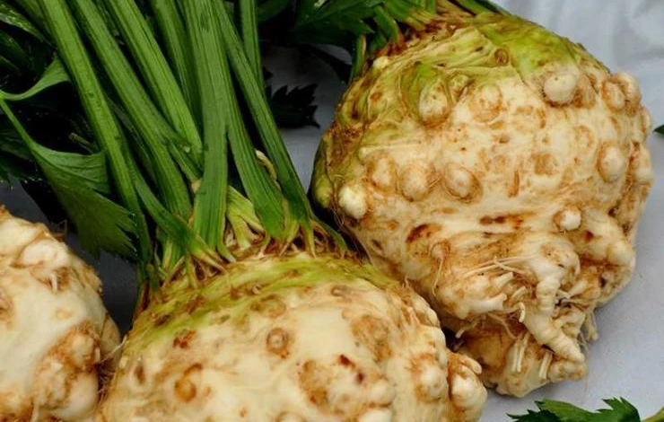 Сорт корневого сельдерея силач