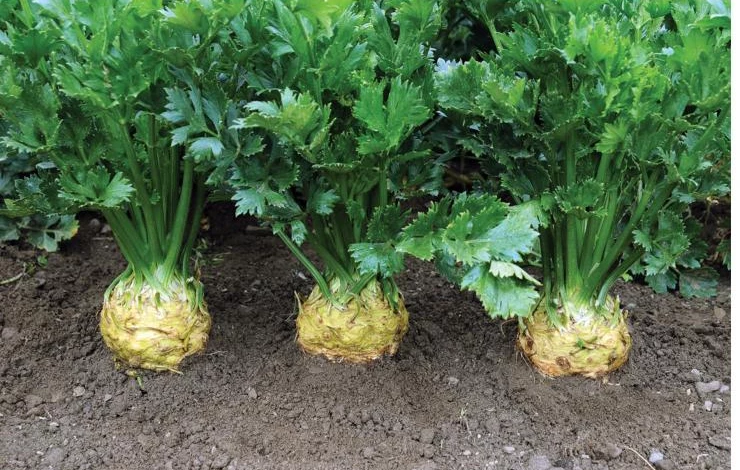 Сорт корневого сельдерея русский размер