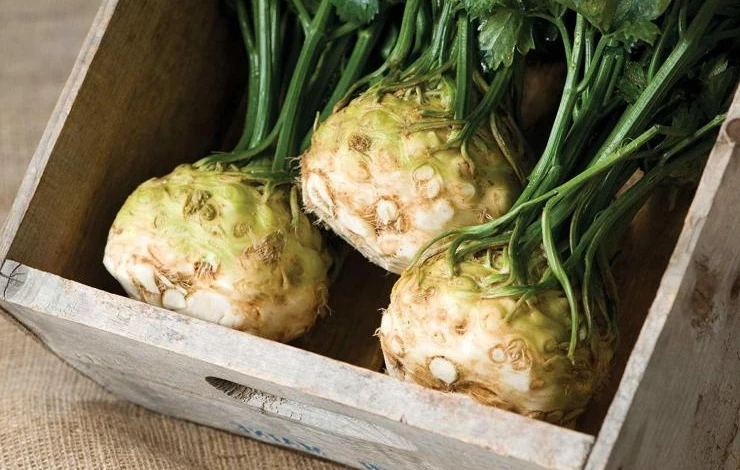 хранение сельдерея