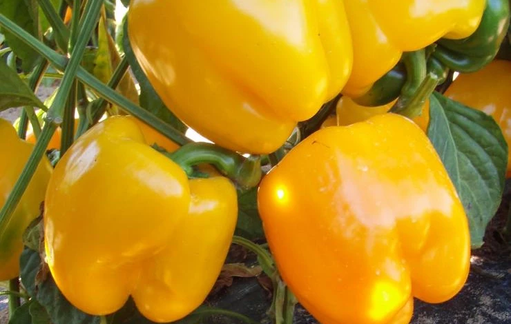 сорт крупного перца Буржуй F1